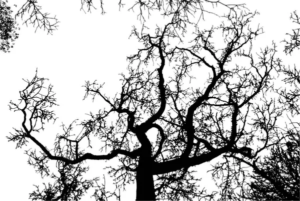 Realistyczne drzewo silhouette — Wektor stockowy