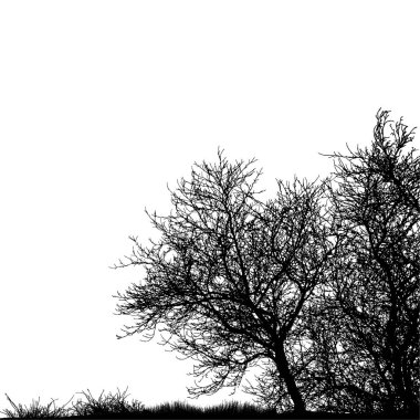 Gerçekçi ağaç siluet (vektör çizim).