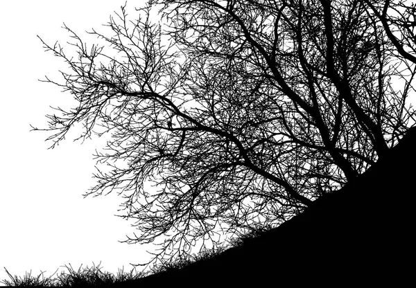 Silhouette d'arbre réaliste (Illustration vectorielle) ). — Image vectorielle