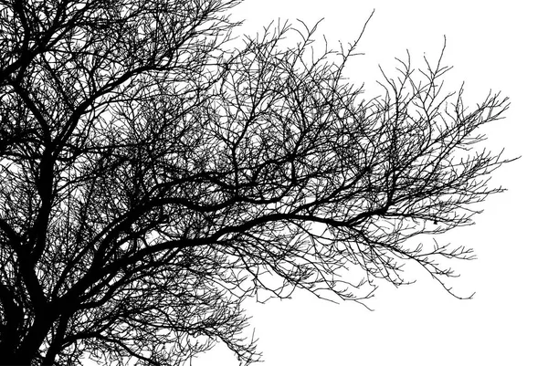 Silhouette d'arbre réaliste (Illustration vectorielle) ). — Image vectorielle