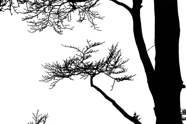 Silueta realista del árbol (ilustración vectorial) .Ai10 — Vector de stock