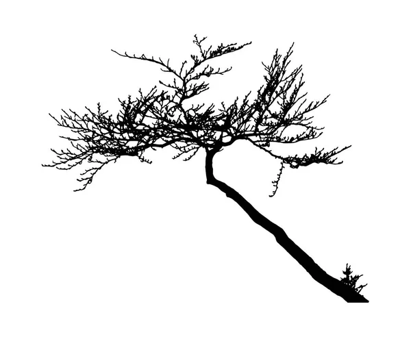 Silhouette d'arbre réaliste (Illustration vectorielle) .Ai10 — Image vectorielle