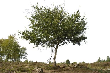 Huş ağacı silueti beyaz arkaplanı kaplıyor. Lueneburger Heide Almanya.