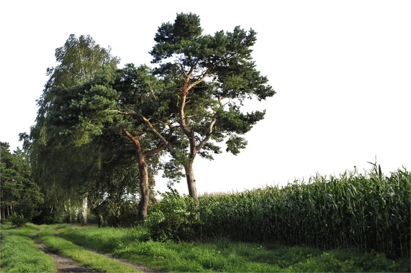 Silueta Borovic Bílém Pozadí — Stock fotografie