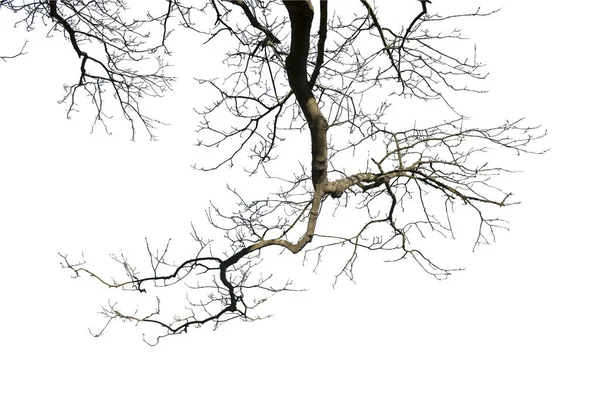 Silhouette Naturelle Une Branche Chêne Hiver Sur Fond Blanc — Photo