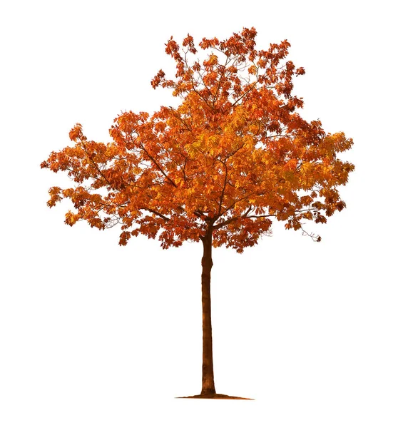 Oranje Herfst Esdoorn Geïsoleerd Witte Achtergrond — Stockfoto