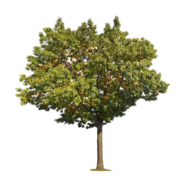 Podzimní Strom Javor Izolovaných Bílém Pozadí — Stock fotografie