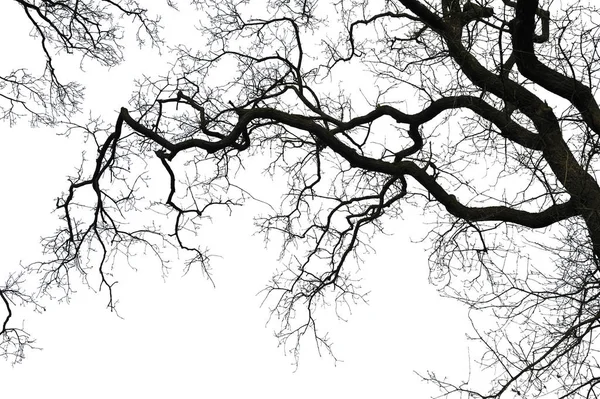 Natural Oak Tree Branch Silhouette White Background — Stockfoto