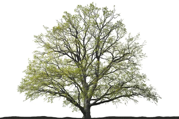 Silhouette Oak White Background — 스톡 사진