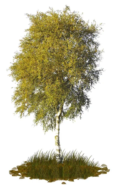 Přírodní Bříza Strom Silueta Bílém Pozadí — Stock fotografie