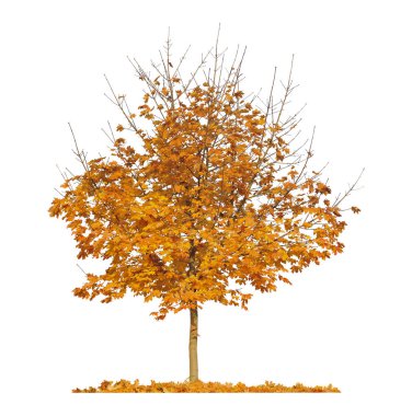 Turuncu sonbahar Akça ağaç beyaz arka plan üzerinde izole