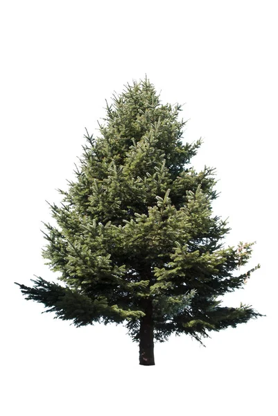 自然のクリスマスツリーのシルエット — ストック写真