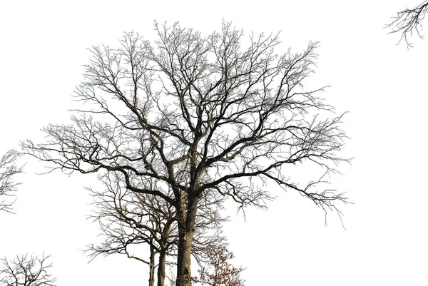 Silhouette Oak White Background — Stock Photo, Image