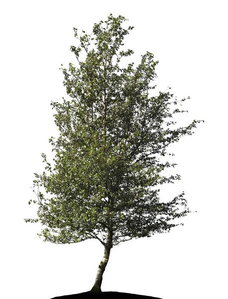 Birch Δέντρο Σιλουέτα Κοντά Λευκό Φόντο Lueneburger Heide Γερμανία — Φωτογραφία Αρχείου
