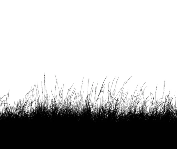 Grass Silhouette White Background — Stock Photo, Image