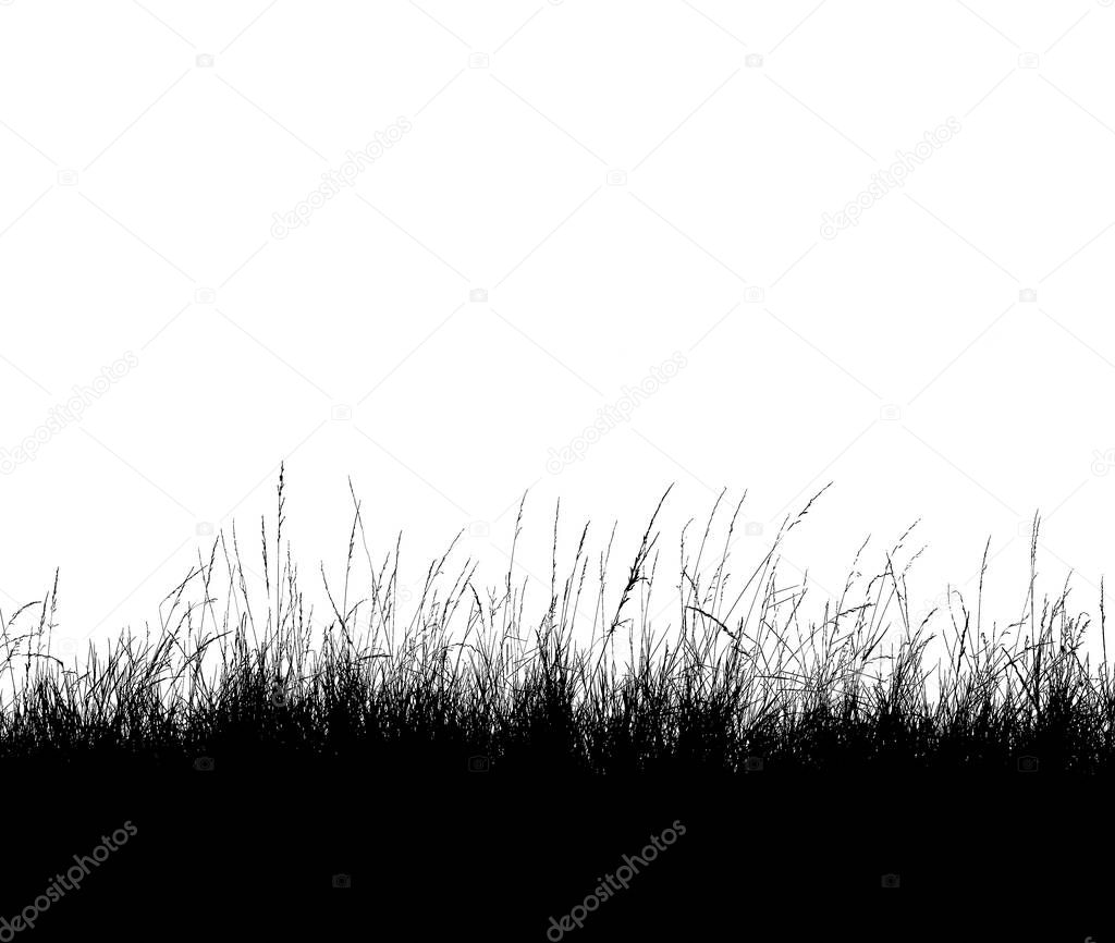 Grass silhouette  on a white background.
