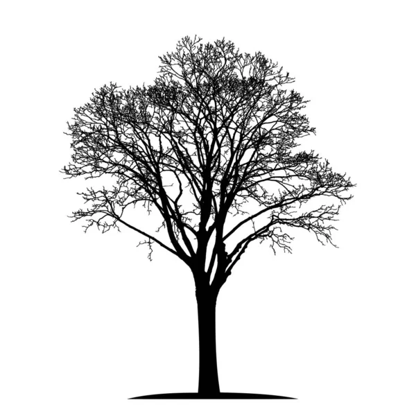 Sziluett Egy Természetes Öreg Hársfa Levelek Nélkül — Stock Vector