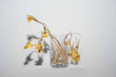 Beyaz arka planda kurumuş nergisler