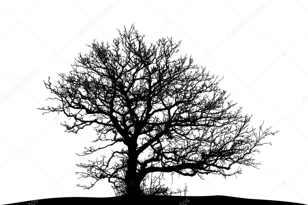 silhouette of a natural oak on a white background