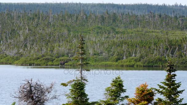 一只麋鹿在湖里步行的距离 — 图库视频影像
