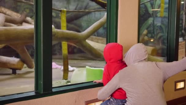 Una madre y un niño mirando a un gorila en el zoológico — Vídeo de stock