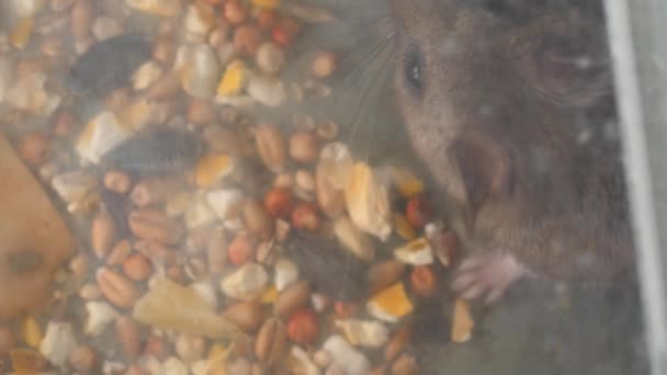 Mouse in a live trap — Stock Video