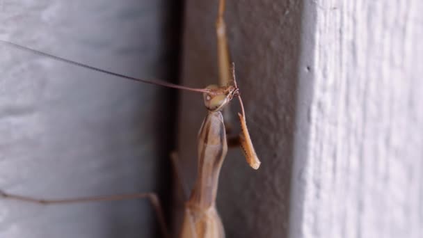 Mantis religiosa que ha cambiado de color — Vídeos de Stock