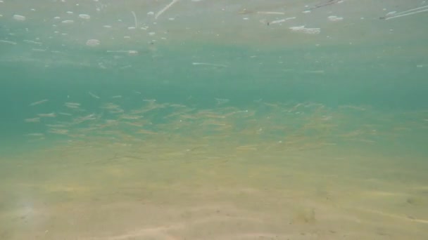 Peces nadando a través del agua del océano — Vídeo de stock