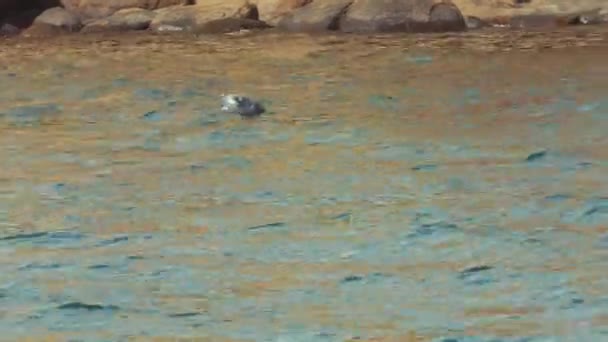 Selo selvagem nadando no oceano ao largo da costa rochosa — Vídeo de Stock