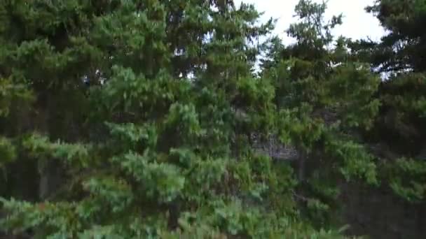 松树在森林和田野和海洋 — 图库视频影像