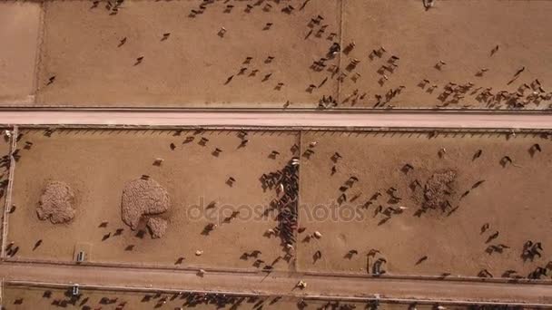 Vacas que caminham no armazém — Vídeo de Stock