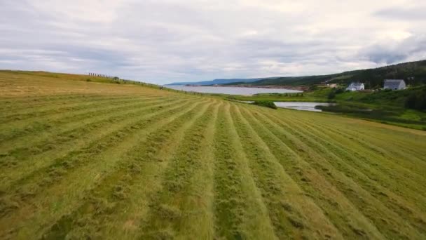 Aerial bonde klipper gräset i fältet — Stockvideo