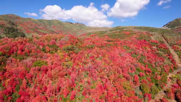 Colorful mountainside forest — Stock Video