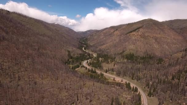 Árboles quemados después de un gran incendio forestal — Vídeos de Stock