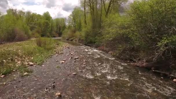 Rivier in groene lente met eenden — Stockvideo