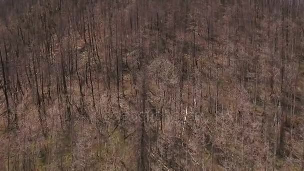 Verbrande bomen na een grote bosbrand — Stockvideo