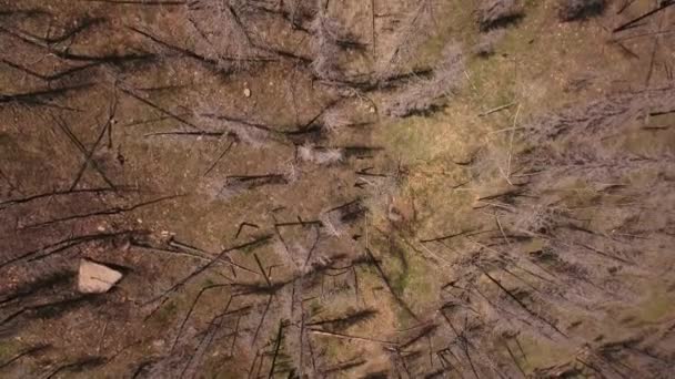Alberi bruciati dopo un grande incendio boschivo — Video Stock