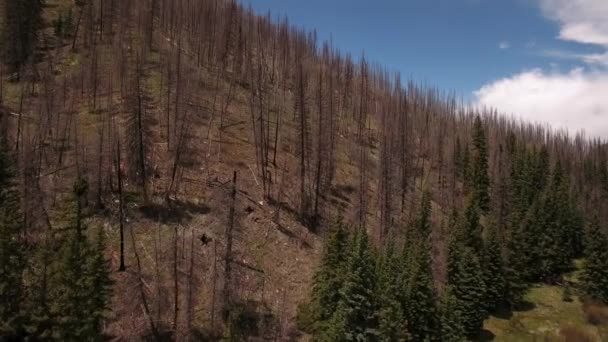 Árboles quemados después de un gran incendio forestal — Vídeos de Stock