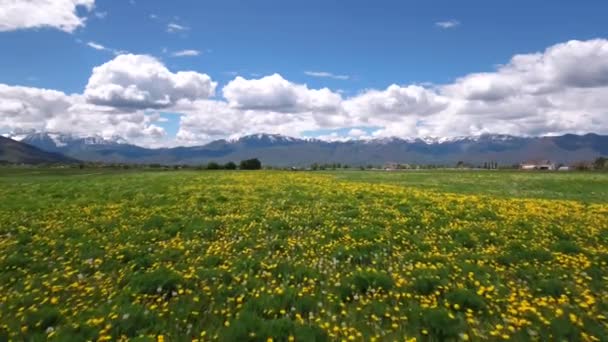 Campo de flores no vale da montanha — Vídeo de Stock