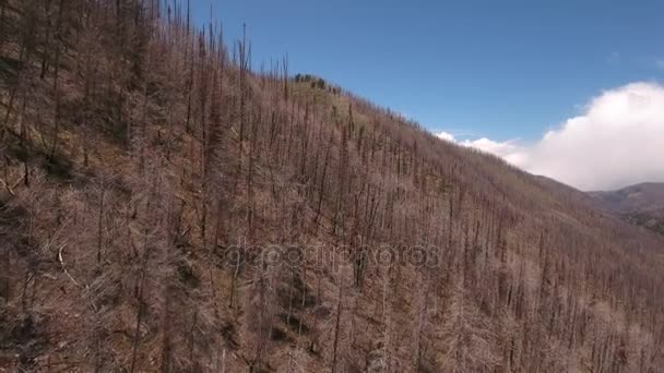Сожженные деревья после большого лесного пожара — стоковое видео