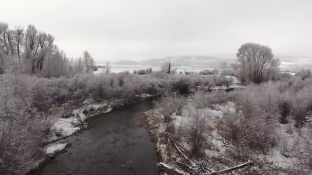 Belle rivière enneigée et grands arbres — Video