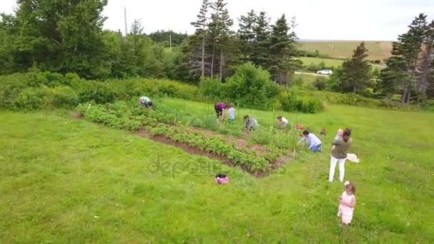 Aerial shot of a family in vegetable garden — Stock Video