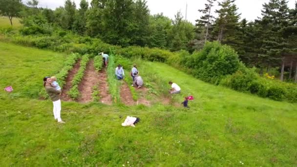 Сім'я прополка овочевого саду — стокове відео