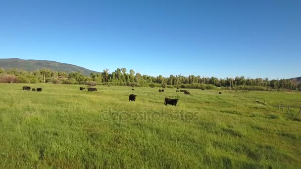 Zemědělci krávy v zeleném poli — Stock video