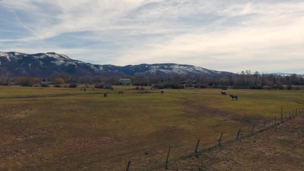 Chevaux broutant sur l'herbe — Video