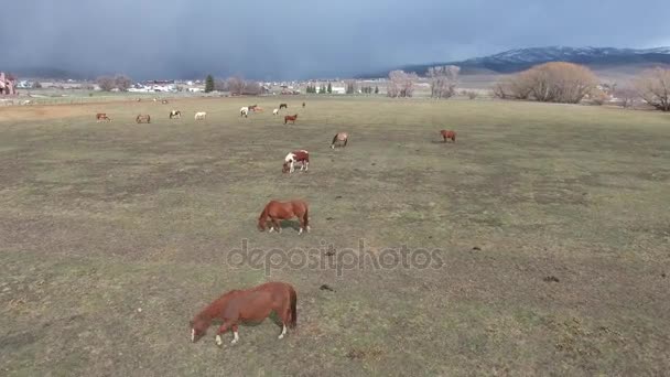 Лошади пасутся на траве — стоковое видео