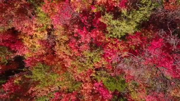 Красиві осінні кольори в лісі — стокове відео