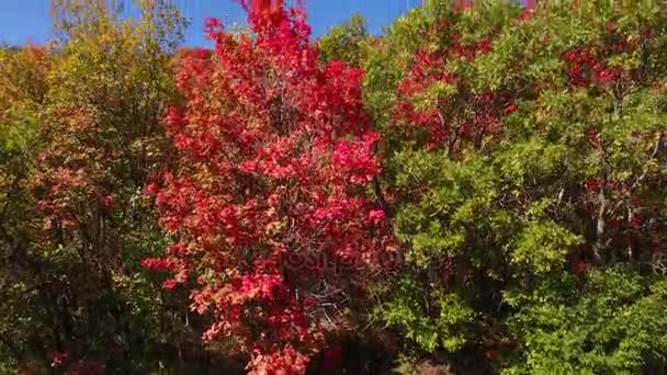 Schöne Herbstfarben im Wald — Stockvideo