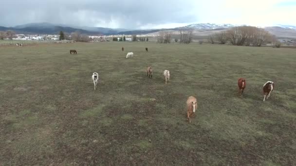Лошади пасутся на траве — стоковое видео