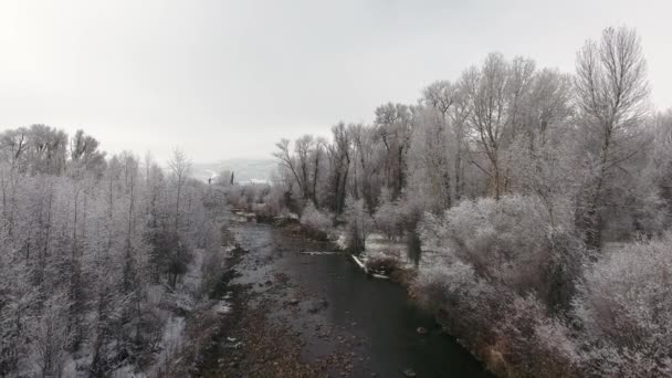 Όμορφη χιονισμένο ποτάμι και δέντρα — Αρχείο Βίντεο
